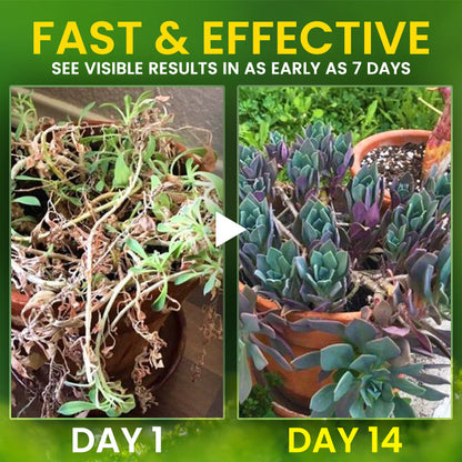 🌱 Addresses Root Causes🌟 Official Store | AEXZR® 2 in 1 Vita-Enzyme Solution